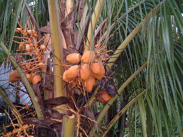 This is a yellow variety but coconuts are everywhere.