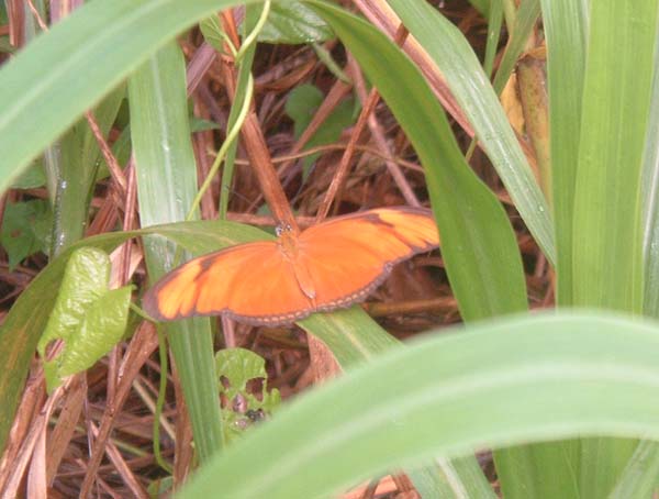 This was one of the many large exotic butterflies that we saw.