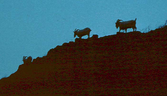 This is a shot of these magnificent animals perched precariously on the cliff edge.