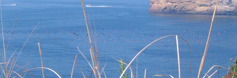 Cliff top picture.  The mussels are suspended from the buoys - only a short distance from the last picture