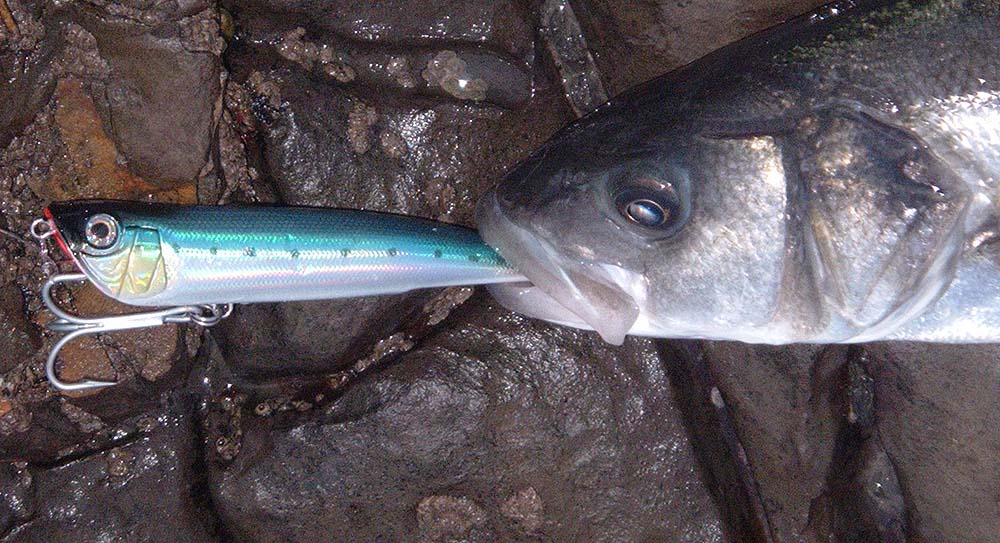 Note that the fish has engulfed the tail end of the lure.  It was a 'pliers job' to unhook it..