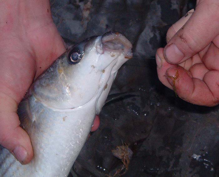 The maggot fly is well out of sight inside the mouth of the mullet.  See the maggots on it, picked up as the fish was slid ashore.