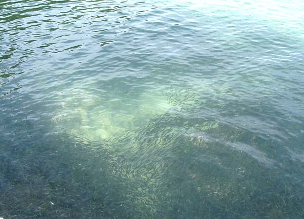 Holes in baitfish shoals are usually due to a predator beneath them.
