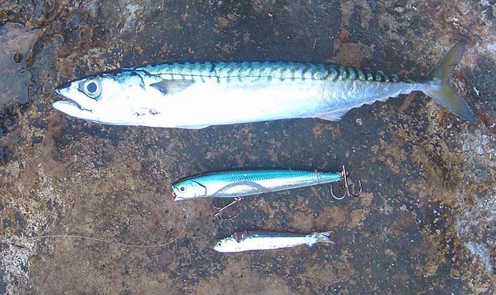 Although the lure is much bigger than the sprat the resemblance is clear  .