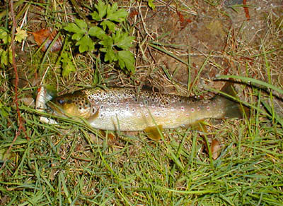 Again well hooked on a Rapala which looks too big for it.