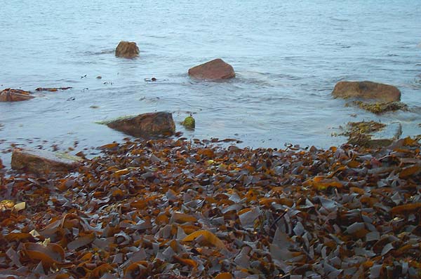 This kelp must have washed up overnight - there was none the previous morning.