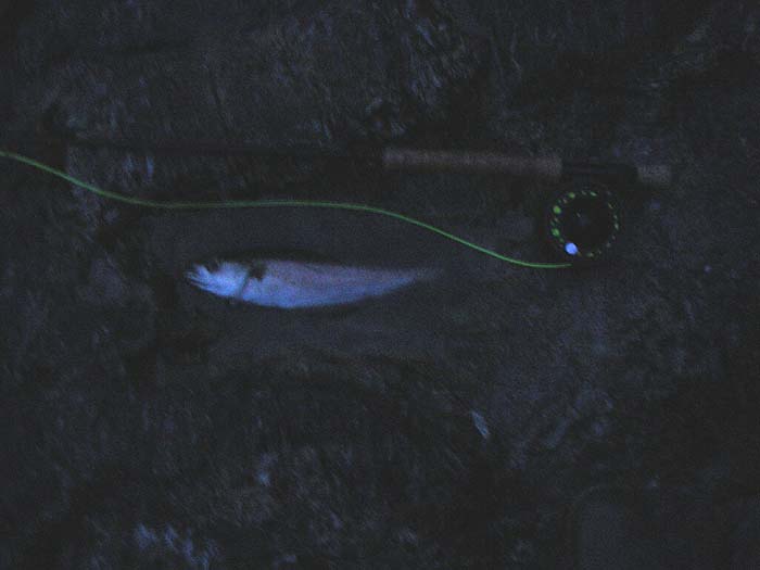 No flash - just to give some idea of the state of the light when I was fishing.