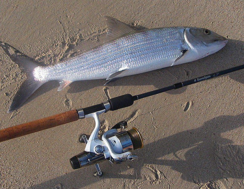 The streamlined shape, big forked tail and narrow wrist show where the astonishing power of these fish comes from.