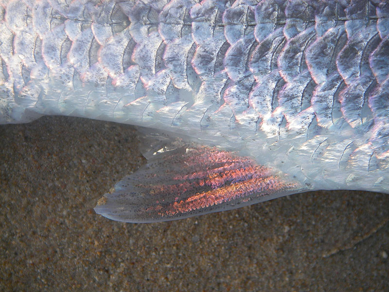 Steve took this close up of the wonderful irridescence on the anal fin of my fish.