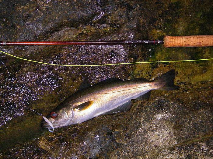 A tiddler by wreck fishing standards but much bigger than average it made two good plunges for cover.