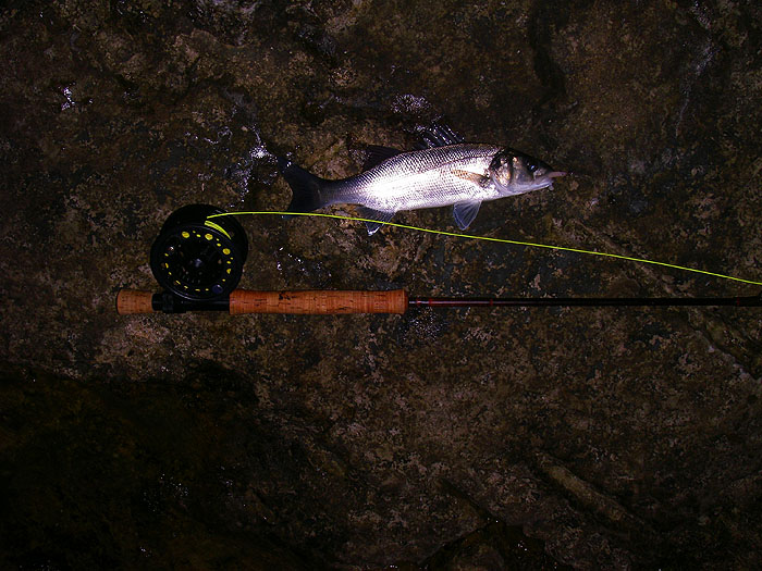 Smaller than the pollack but a scrappy battler on the fly gear.