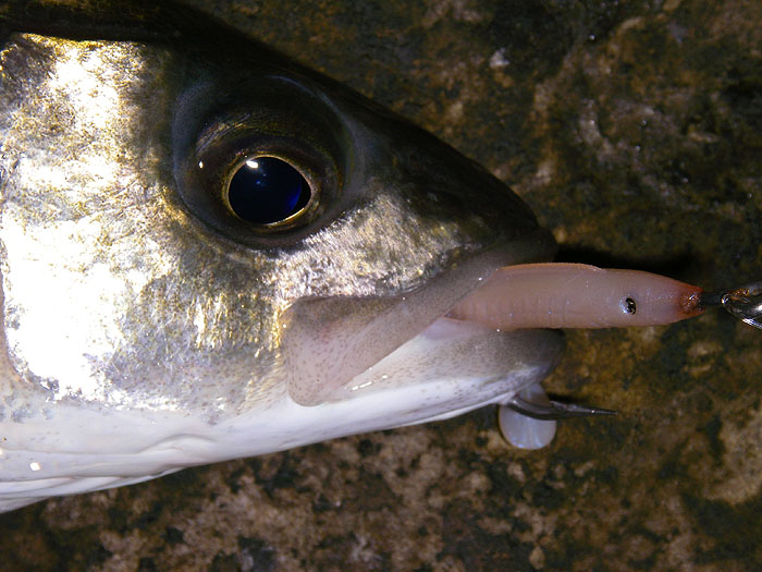 the stainless hook of the fly is round the bottom jaw.