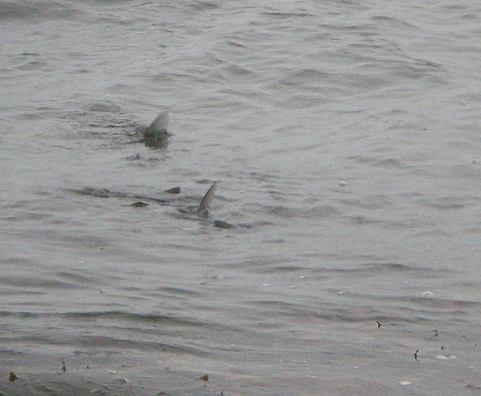 These two fish were only a metre or two from where we stood and were well preoccupied with feeding on Idotea.