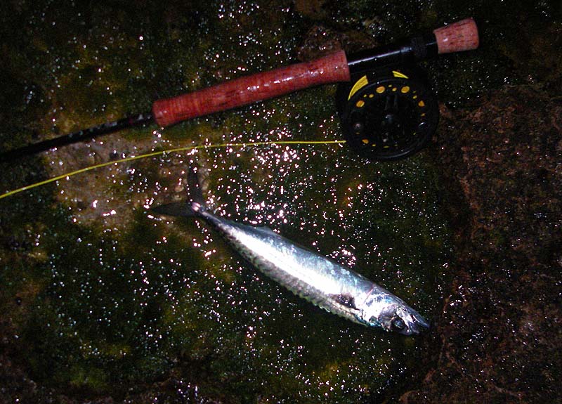 A fly-caught mackerel ideal for bass bait.