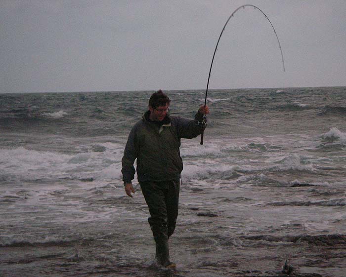 With the rod well bent he slides the fish ashore in the shallow water.