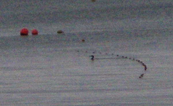 A fuzzy picture but clear enough to see one of the cormorants taking fish from the gill net.