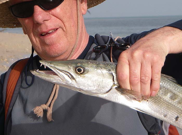 even small barracuda will chop through stout nylon (or fingers).