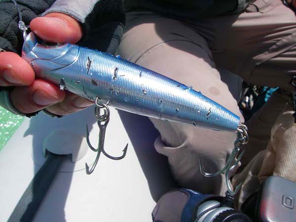 Even a hard plastic lure will bear the scars of a 'cuda strike.
