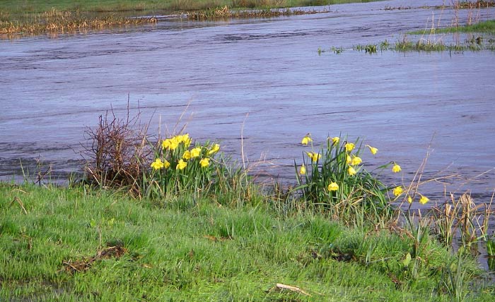 Springtime on the river bank.