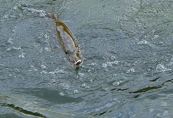A spirited pike well hooked.