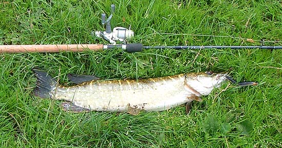 With the fish laying on the soft grass it was easier to get the hook out.  My four-piece rod behaved well.