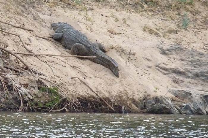 I've seen a few crocodiles myself but this one looks big enough to give you a nasty nip.