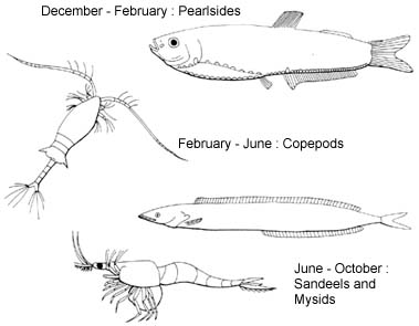 1. Seasonal changes in the food of the mackerel. Not much feeding takes place in November and December.