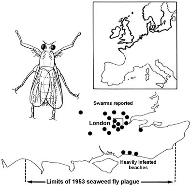 11. Distribution of the seaweed fly on the coasts of Europe and of the 1953 'plague' of flies on the south coast of England.