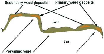 23. Deposition of weed or flotsam by the prevailing winds blowing onto a rocky shore.  Both primary and secondary weed deposits generate maggots and attract fish.
