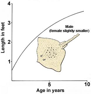 25. Growth of the blonde ray (aged by tagging).