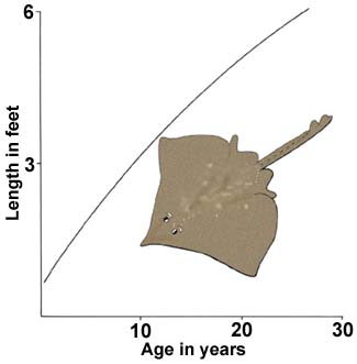 27. Growth of the common skate (aged by rings on vertebrae).  Skate mature at eleven years and live for about fifty.
