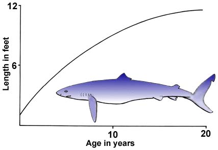 28. Growth of the blue shark (aged by rings on vertebrae).  A twelve-foot fish may be about twenty years old.
