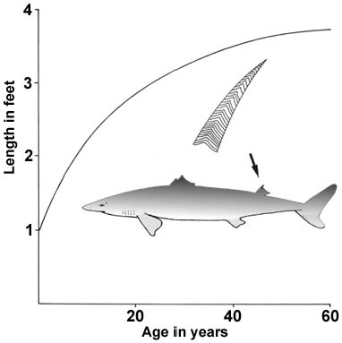 29. Growth of the spur dog (aged by growth lines on the second-fin spine).  Spurdog live to a great age.  They can also be aged by X-ray measurement of vertebrae.