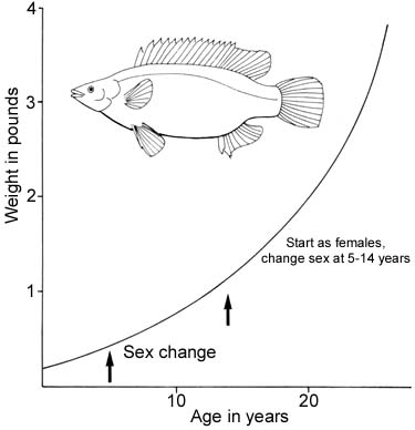 Growth of the ballan wrasse off the Isle of Man (aged by the opercular bones). Fish grow slowly and live for up to 29 years.