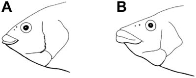 Comparison of the heads of (A) corkwing and (B) ballan wrasse.  The Former has a saw edged pre-opercular bone.