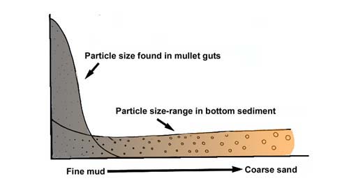 Selection of fine particles by American grey mullet.  Fine mud has the greatest food value.