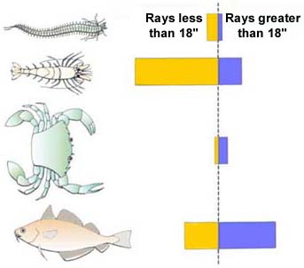 Food of the small-eyed ray.  Large fish eat a much greater proportion of crabs and other fishes.