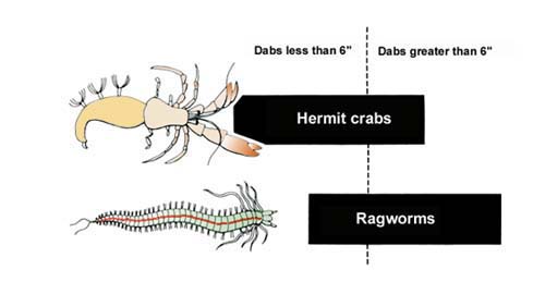 The food of the dab.  Large dabs may eat a high proportion of ragworm.
