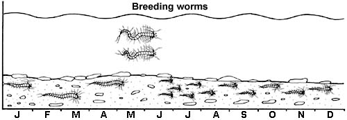 8. Spawning of the king-ragworm. Male worms leave the burrows to spawn in May. Females release eggs from within burrows.