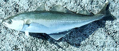 A coalfish, in its third year of life, caught from the harbour at Seahouses, Northumberland.