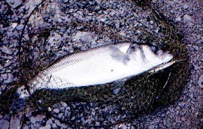 A bass of 8½-pounds with the plug still in its mouth.  The free treble hooks are tangled in the net.