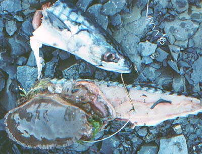 Big edible crabs like conger baits too.