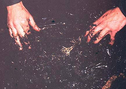 Seaweed fly maggots infest the 'middens'.  Once uncovered they quickly burrow back into the rotting weed.