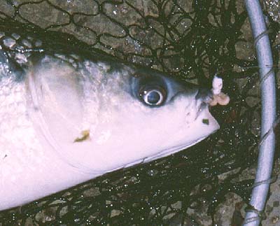 The maggots are still on the hook which is firmly fixed in the tough upper lip of the fish.