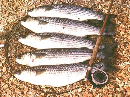 Five mullet caught on the maggot fly.  The average weight of the fish is 5-pounds.