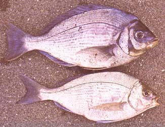 Male and female black bream.  The fish probably undergo a sex change so that the larger fish are all males.