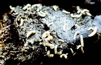 Fully grown maggots of the seaweed fly will quickly burrow away from the light if uncovered.