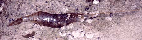 The prawn is an important food of many inshore fish including wrasse, bass and pollack.
