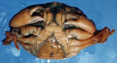 A (female) "hard" shore crab, one of the commonest items in the stomachs of bass.