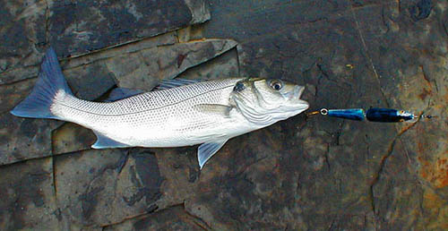 Schoolies are often the norm these days and give better sport on fly or spinning gear than on a beachcaster.
